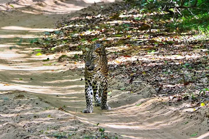 Wilpattu National Park