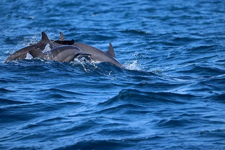 Dolphin and Whale Watching from Kalpitiya