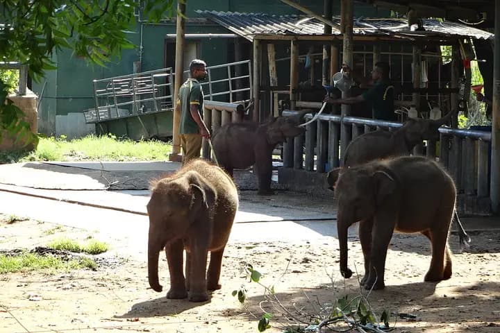 Приют для слонят Elephant Transit Home