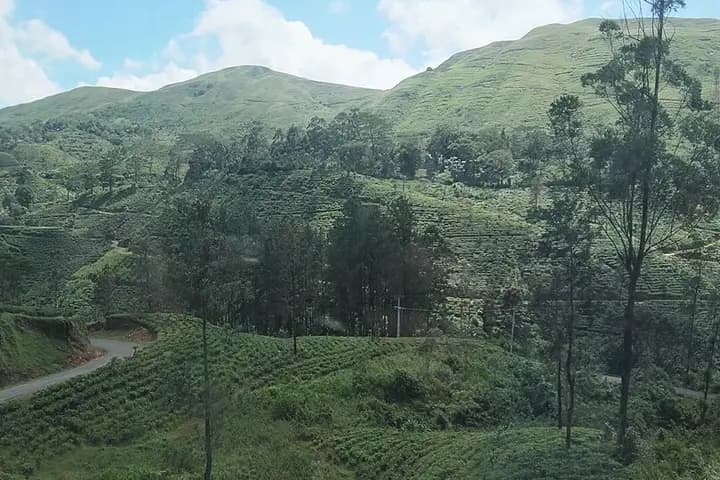 Hatton tea estates