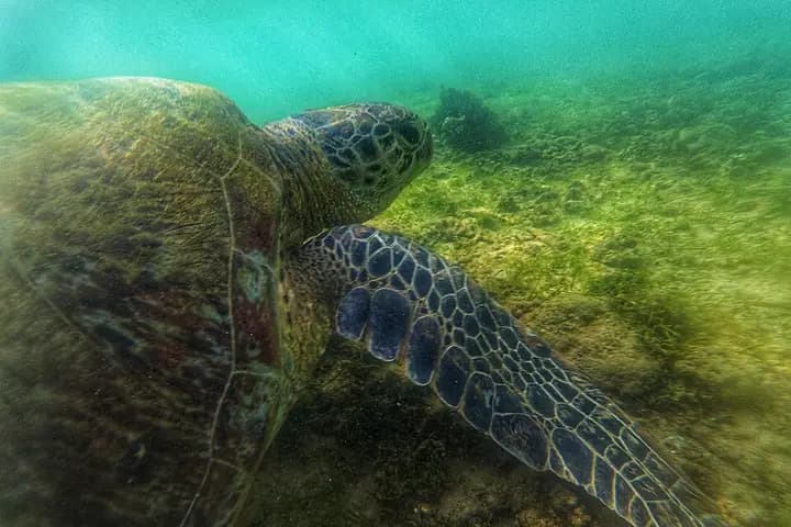 Polhena Reef and its Sea Turtles