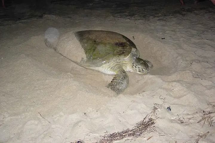 Rekawa Turtle Night Watch