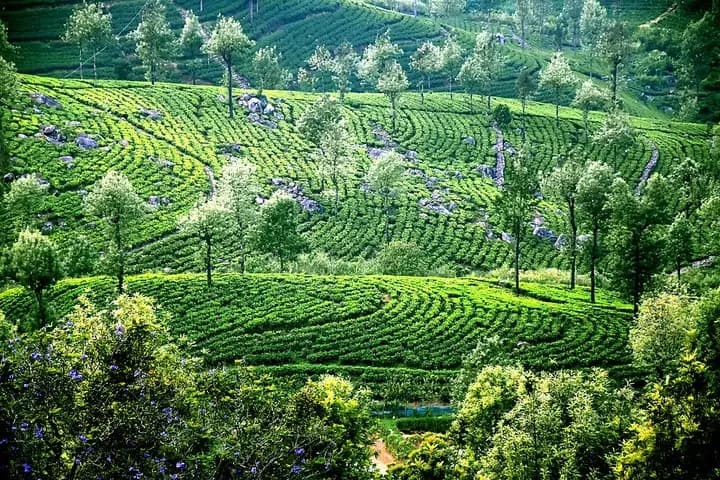 Lipton’s Seat and Dambatenne Tea Factory