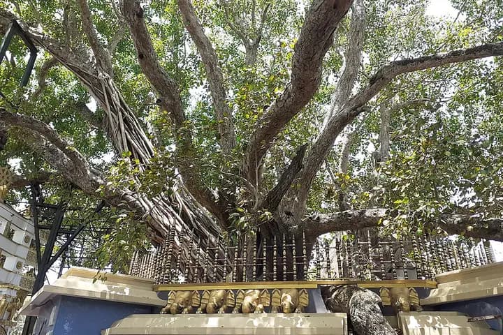 कलुतारा बोधिया और खोखला स्तूप