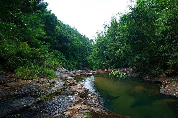 Kitulgala forest reserve birdwatching