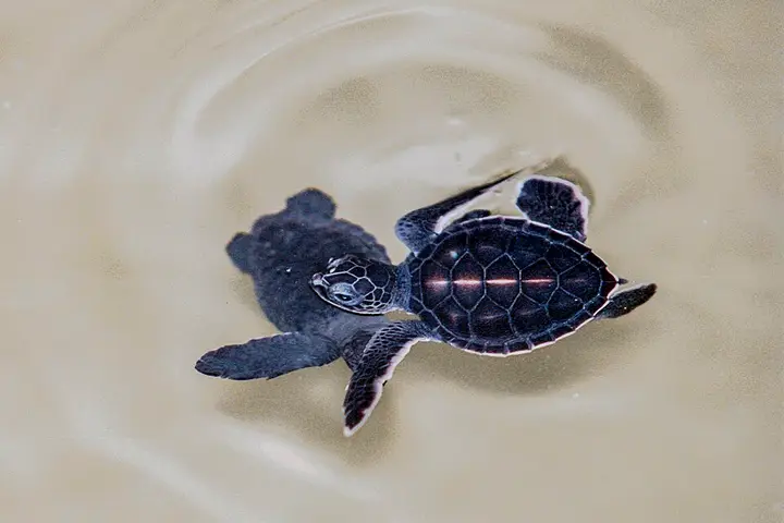 Kosgoda sea turtle hatcheries