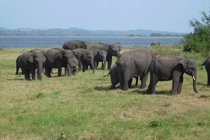 Minneriya Park and the Elephant Gathering