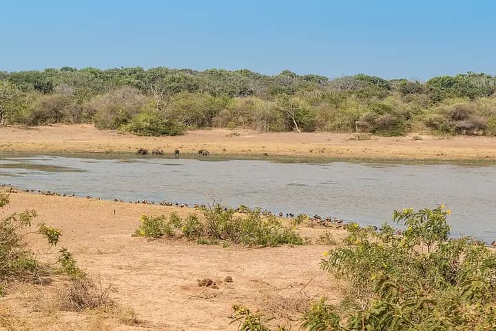 Yala National Park Safari