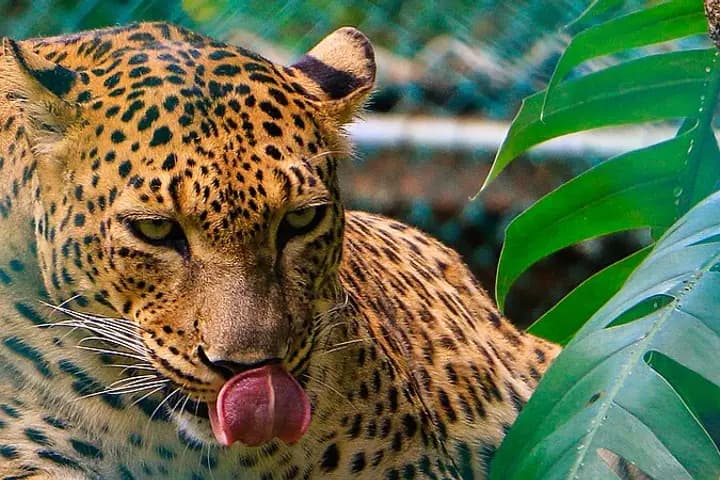 Dehiwala Zoo (National Zoological Gardens)