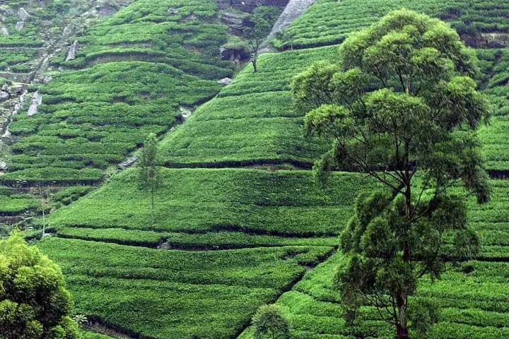 A5 सड़क का चाय इलाका और रम्बोडा फ़ॉल्स