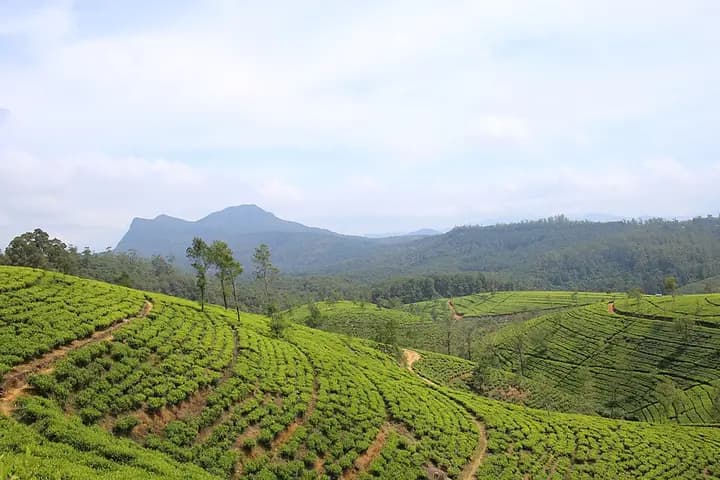 佩德罗茶园与情人崖瀑布