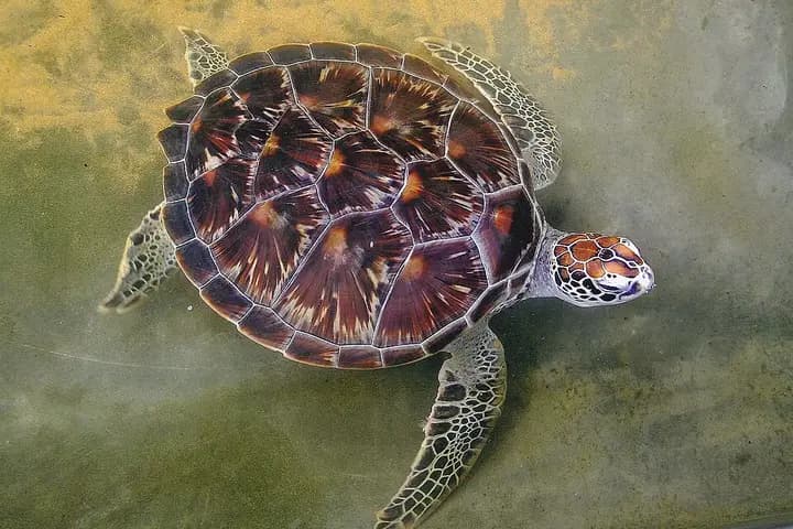 Rekawa Beach Turtle Watch (near Tangalle)