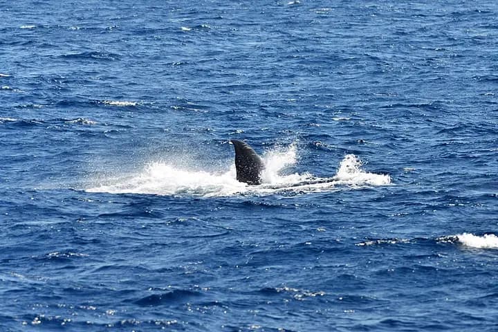 Whale Watching from Mirissa